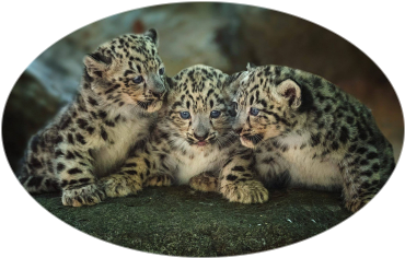 Creare un\'immagine ovale