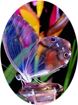 Creare un\'immagine ovale