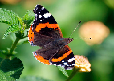 Immagine rettangolare