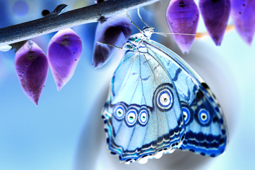 Immagine finale (positivo-negativo)