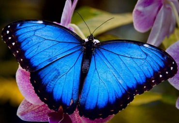 Immagine rettangolare