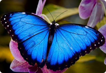 Immagine con angoli arrotondati